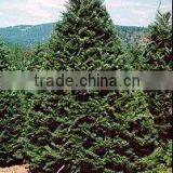 Abies Grandis Plant