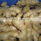 Organic Fresh Ginger thumbnail-1