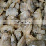 Dandong Taihua Cooked Baby Clam Without Shell for Export thumbnail-2
