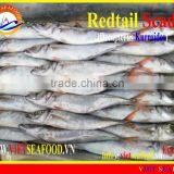 FROZEN REDTAIL SCAD W/R thumbnail-1