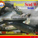 WHOLE ROUND FROZEN ROUND SCAD thumbnail-1