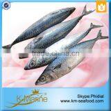 Frozen Seafood Horse Mackerel Fish Sale thumbnail-1