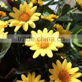 Mini Plastic and Silk Artificial Chrysanthemum Flower thumbnail-2