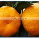 2013 Newly Harvest Satsuma Mandarin thumbnail-4