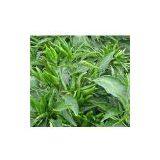 Pepper Seeds 558 thumbnail-1