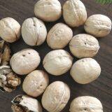 2020 Wholesaler Best Price 33 Walnuts Inshell for Sale thumbnail-4