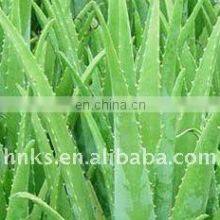 Aloe Cactus Juice Extractor Machine Aloe Cactus Juicer Machine thumbnail-2