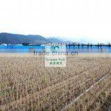 Strong HDPE Anti Wind Netting/anti Wind Net/windbreak Net thumbnail-3