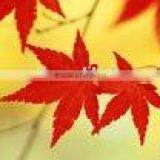 High Glossy Photo Paper (Self Adhesive)