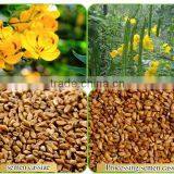 Baked Cassia Seed/ China Cassia Seed Tea thumbnail-4