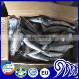 60-80pcs/carton Long Body Mackerel Fish For Arican Market