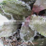 Artificail Wholesales Magnolia Leaves Wreaths thumbnail-4