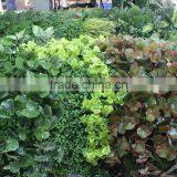 Vertical Grass Wall Synthetic Top Sale Interior Decor Vertical Green Wall thumbnail-1