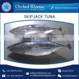 Frozen Skipjack Tuna Whole Round Frozen Tuna Fish Price
