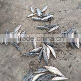 2016 Landing Sea Frozen Mackerel 250-300g thumbnail-4