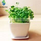 Square Mini Desk & Table Flower Pot thumbnail-1