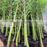 Bambusa Ventricosa thumbnail-1