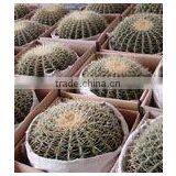 Echinocactus Grusonii thumbnail-1