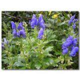 Lappaconite Hydrobromide 96% CAS 97792-45-5 thumbnail-1