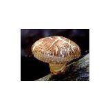 Shitake Mushroom P.E. thumbnail-1