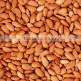 Bitter Apricot Kernel thumbnail-1