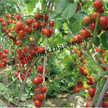 Hybrid Chinese Factory Supply Plum Red Cherry Tomato Seeds for Planting thumbnail-4