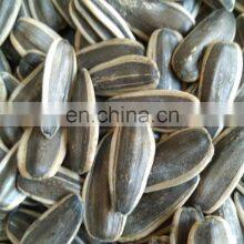 100% Raw Sunflower Seeds 361 for Sale New Crop Common Sunflower Seeds Export Sunflower Seeds thumbnail-4