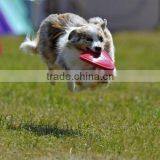 Design your own frisbee flying disc for pets