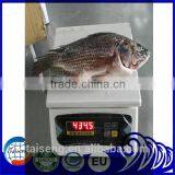 Freezer Gutted and Scaled Tilapia 300/500g thumbnail-4
