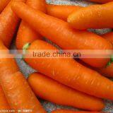 2015 Tasty Fresh Carrot From China thumbnail-1