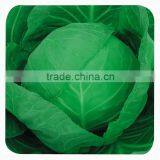 Chinese vegetable hybrid cabbage Seeds Kale Seed for planting-Sino cabbage No. 21