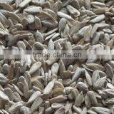 Sunflower Seed Kernels Confectionery Grade thumbnail-1