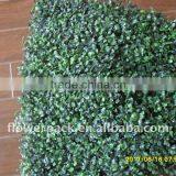 Betel Leaves thumbnail-1