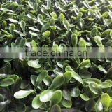 Artificial Boxwood Grass Mat/Hedge Outdoor UV Protection Artificial Boxwood Hedge Vertical Garden thumbnail-3