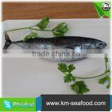 China Manufacturer Fresh Frozen Bonito Fish For Sale thumbnail-3