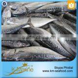 Hot Selling 18 Months Shelf Life Frozen Bonito Tuna Whole Fish thumbnail-3