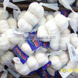 Chinese Fresh Garlic thumbnail-1