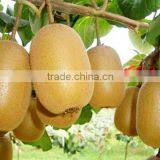 Leader Low Price Kiwi Washing and Peeling Machine for Food Processing thumbnail-5