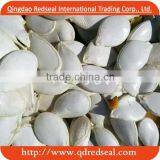 Pumpkin Seed