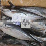 HORSE MACKEREL thumbnail-3