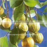 Hydroxy Citric Acid thumbnail-1