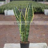 Sansevieria Cylindrica Indoor Ornamental Plant thumbnail-1