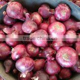 HOT SALE/ BEST QUALITY RED ONIONS Export to Any Country thumbnail-5