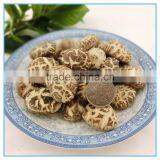 Winter Mushroom, Donko Shiitake Mushroom Spawn thumbnail-3