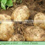 2014 New Crops Fresh Potatos thumbnail-1