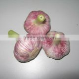 2013 New crop Chinese fresh red skin garlic