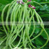 HBE06 Liechu Light Green OP Beans Seeds in Vegetable Seeds thumbnail-1