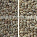 Pulses Color Sorter With High-resolution CCD Camera thumbnail-4