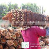 Cycas Revoluta 80cm Trunk Height thumbnail-1