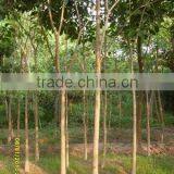 Tabebuia Yellow Flower Plants thumbnail-1